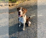 Small #4 Brittany Mix