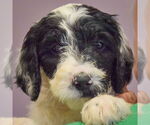 Small #4 Spaniel Mix