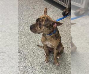 Mutt Dogs for adoption in Houston, TX, USA