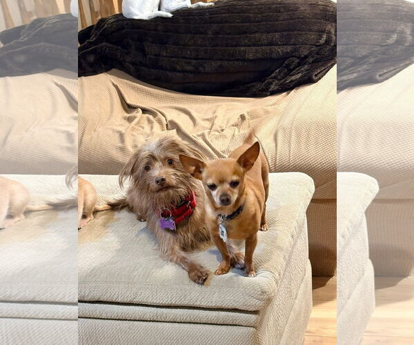 Medium Photo #5 Chihuahua-Unknown Mix Puppy For Sale in New London, WI, USA