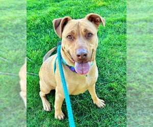 Labrador Retriever-Unknown Mix Dogs for adoption in Sacramento, CA, USA