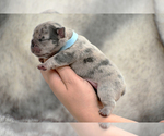 Small Photo #7 French Bulldog Puppy For Sale in ALPHARETTA, GA, USA