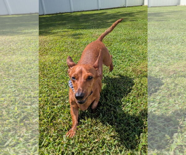 Medium Photo #9 Dachshund Puppy For Sale in Shelbyville, TN, USA