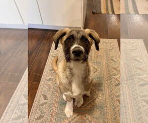 Anatolian Pyrenees Dogs for adoption in Lakewood, CO, USA