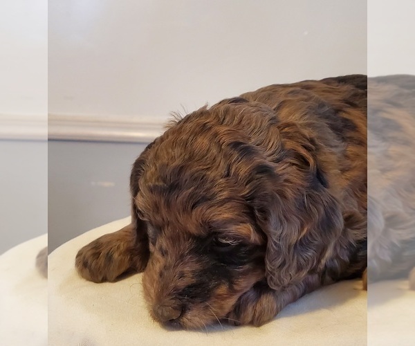 Medium Photo #14 Aussiedoodle Puppy For Sale in ATHENS TOWNSHIP, PA, USA