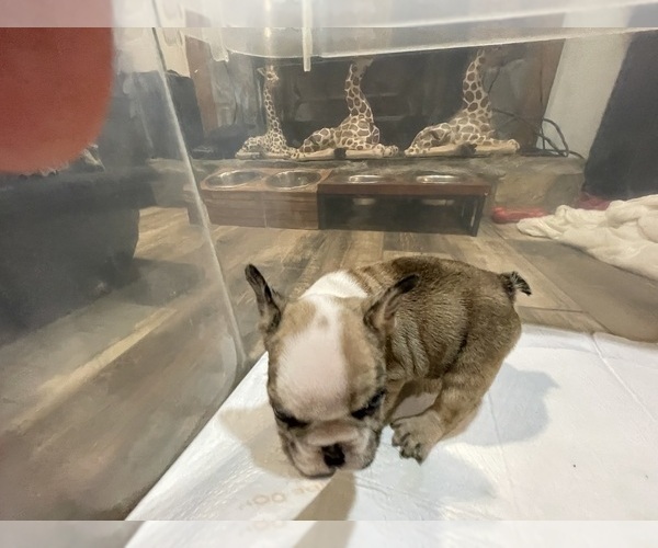 Medium Photo #5 French Bulldog Puppy For Sale in HOPE MILLS, NC, USA
