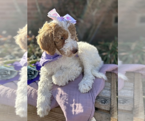 Medium Photo #1 Goldendoodle Puppy For Sale in SHERMAN, TX, USA