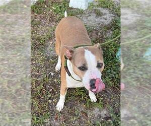 American Staffordshire Terrier Dogs for adoption in Fort Lauderdale, FL, USA