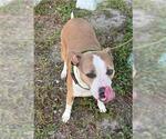 Small American Staffordshire Terrier