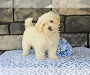 ShihPoo Puppy for sale in MILLERSBURG, OH, USA