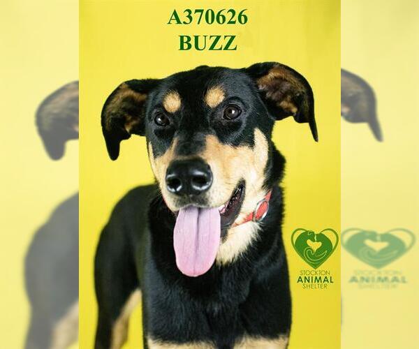 Medium Photo #2 Doberman Pinscher Puppy For Sale in Stockton, CA, USA