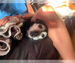 Small Photo #12 Mutt Puppy For Sale in Boonton, NJ, USA