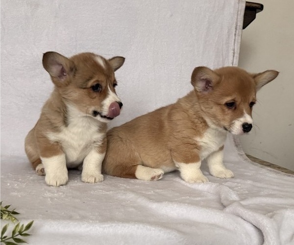 Medium Photo #6 Pembroke Welsh Corgi Puppy For Sale in STANLEY, WI, USA