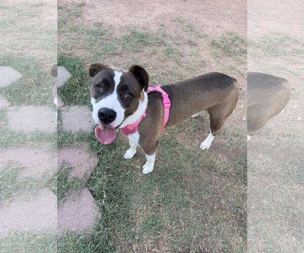 Medium Photo #1 Mutt Puppy For Sale in Chandler, AZ, USA