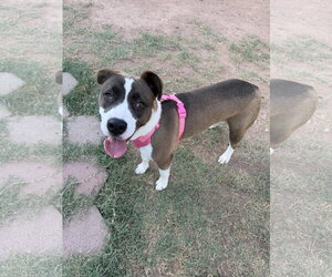 Mutt Dogs for adoption in Chandler, AZ, USA