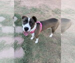 Small Mutt