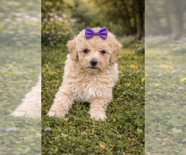 Medium Photo #1 Goldendoodle (Miniature) Puppy For Sale in RIPLEY, MS, USA