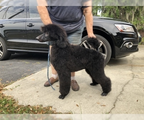 Medium Photo #11 Poodle (Standard) Puppy For Sale in LADY LAKE, FL, USA