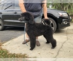 Small Photo #11 Poodle (Standard) Puppy For Sale in LADY LAKE, FL, USA