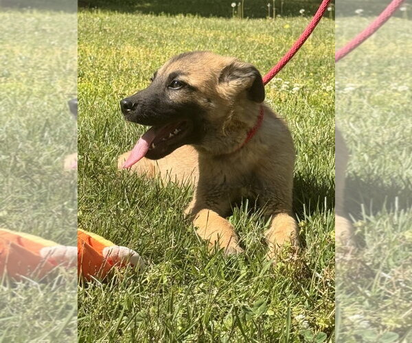 Medium Photo #2 German Shepherd Dog-Great Pyrenees Mix Puppy For Sale in Yardley, PA, USA