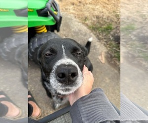 Mutt Dogs for adoption in Westwood, NJ, USA