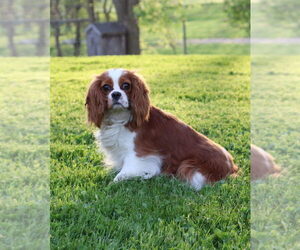 Mother of the Cavalier King Charles Spaniel puppies born on 08/05/2021