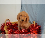 Puppy ACE Golden Retriever