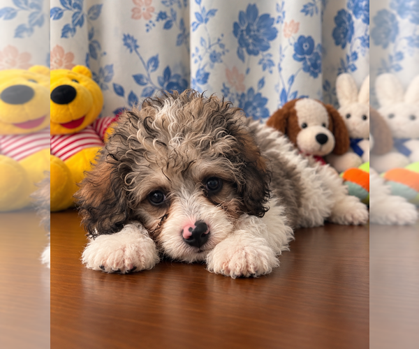 Medium Photo #15 Cockapoo (Miniature) Puppy For Sale in DURHAM, CT, USA