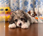 Litter of 4 - Male(s) and Female(s) Cockapoo (Miniature)Litter of Puppies for Sale - Photo #15