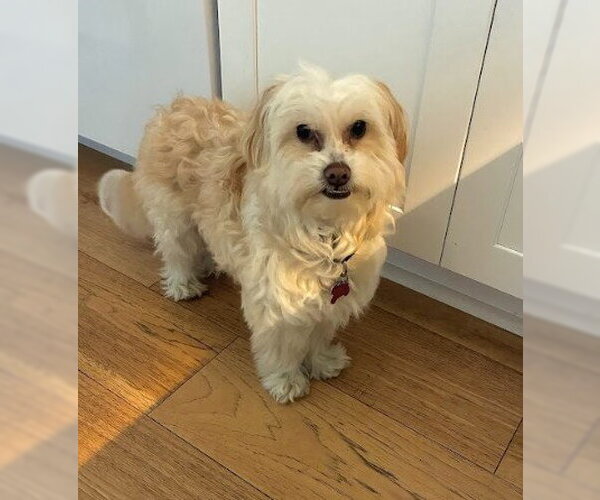 Medium Photo #2 Maltipoo (Miniature) Puppy For Sale in San Diego, CA, USA