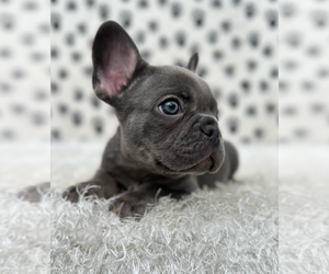 French Bulldog Puppy for sale in LOS ANGELES, CA, USA