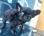 Small Photo #1 French Bulldog Puppy For Sale in BEVERLY HILLS, CA, USA
