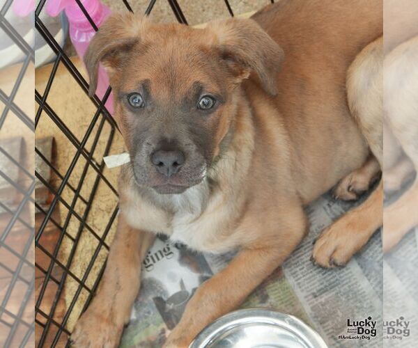 Medium Photo #2 Australian Shepherd-Unknown Mix Puppy For Sale in Washington, DC, USA