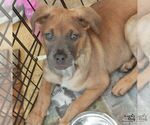 Small #1 Australian Shepherd Mix