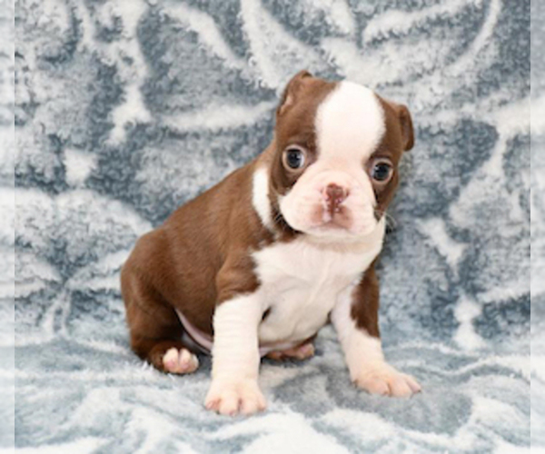 View Ad Boston Terrier Puppy for Sale near Oregon, MULINO