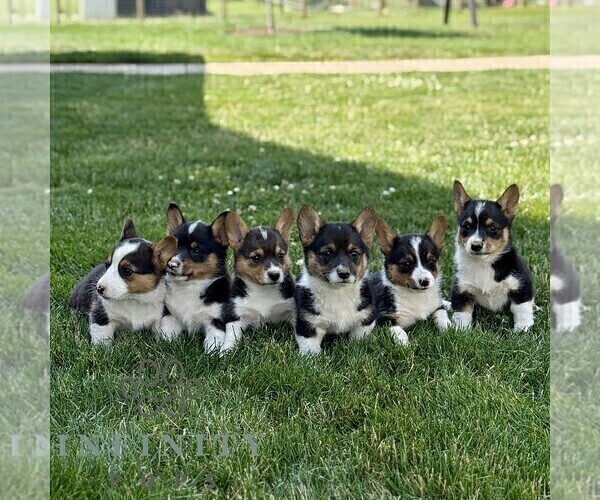 Medium Photo #2 Pembroke Welsh Corgi Puppy For Sale in PARADISE, PA, USA