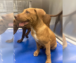 EARDWOLF - Male Labrador Retriever-Unknown Mix Dog for Adoption - Small photo