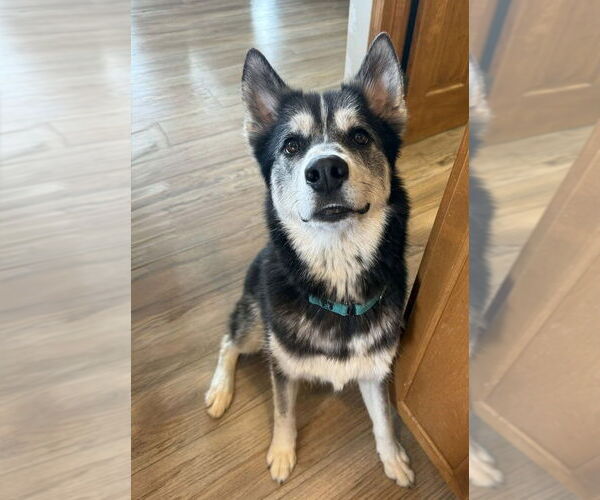 Medium Photo #6 Siberian Husky-Unknown Mix Puppy For Sale in Andover, MN, USA