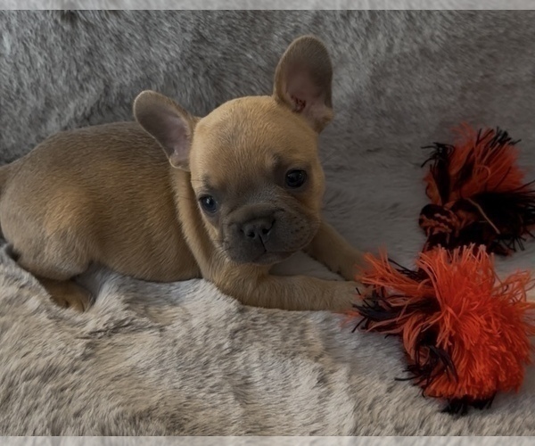 Medium Photo #2 French Bulldog Puppy For Sale in NORTH VERNON, IN, USA