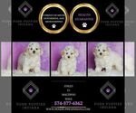 Small #1 Maltipoo (Toy)