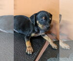 Small Photo #3 Mutt Puppy For Sale in garner, NC, USA