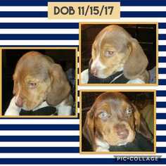 Beagle Puppy for sale in UNION GROVE, AL, USA