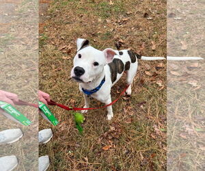 Mutt Dogs for adoption in Alexandria, VA, USA