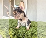 Small Photo #10 French Bulldog Puppy For Sale in CASTLE ROCK, CO, USA