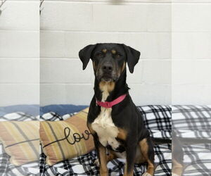 Mutt Dogs for adoption in York, SC, USA