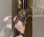 Small Photo #15 German Shepherd Dog Puppy For Sale in VICTORIA, TX, USA