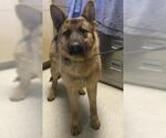 Small German Shepherd Dog Mix