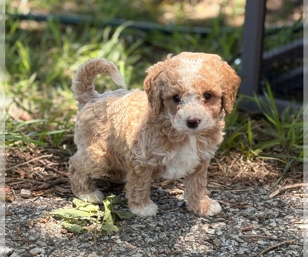 Medium Photo #3 Goldendoodle (Miniature) Puppy For Sale in SAINT MARYS, KS, USA
