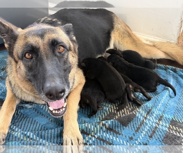 Medium Photo #1 German Shepherd Dog Puppy For Sale in MADISON, NC, USA