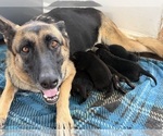 Small Photo #1 German Shepherd Dog Puppy For Sale in MADISON, NC, USA